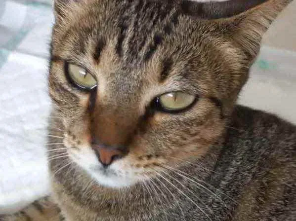 Gato raça Srd idade 7 a 11 meses nome Stella Linda 