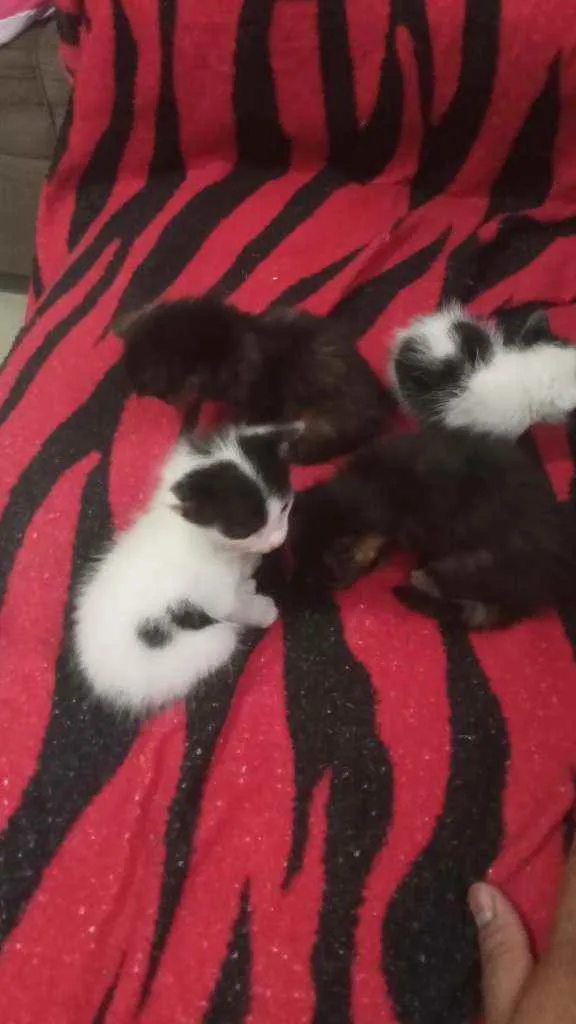 Gato raça Gatos idade Abaixo de 2 meses nome Sem nome
