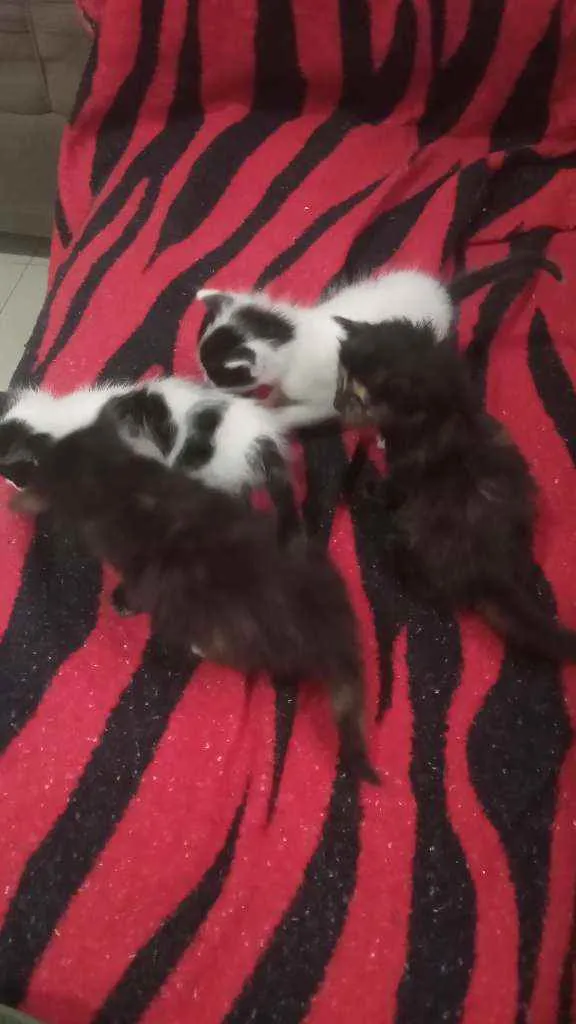 Gato raça Gatos idade Abaixo de 2 meses nome Sem nome