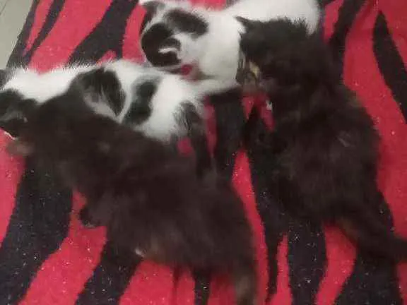Gato raça Gatos idade Abaixo de 2 meses nome Sem nome