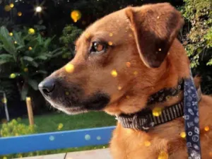 Cachorro raça Srd Linda  idade 1 ano nome Melissa uma fofa 