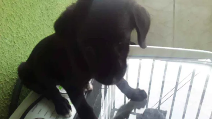 Cachorro ra a Rnd idade 2 a 6 meses nome Athena 