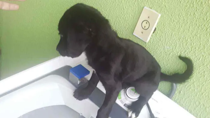 Cachorro ra a Rnd idade 2 a 6 meses nome Athena 