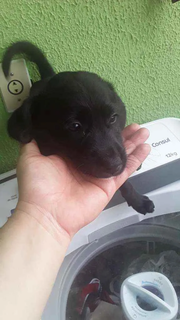 Cachorro ra a Rnd idade 2 a 6 meses nome Athena 
