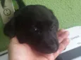 Athena 
