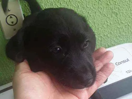 Cachorro ra a Rnd idade 2 a 6 meses nome Athena 