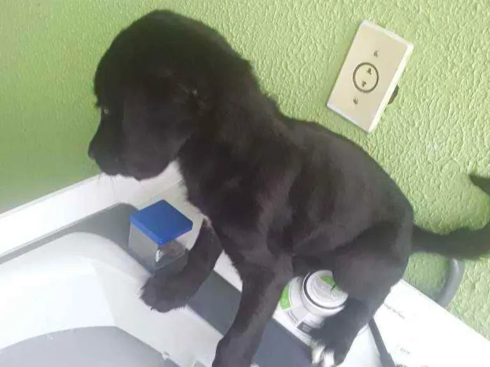 Cachorro ra a Rnd idade 2 a 6 meses nome Athena 