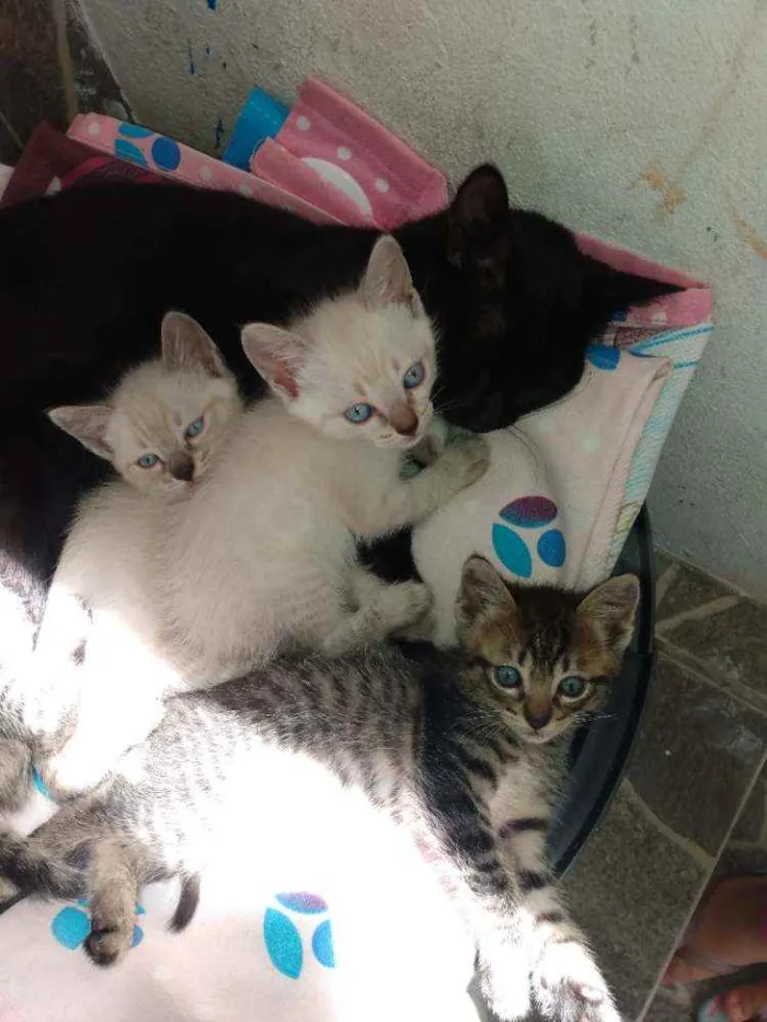 Gato ra a Vira lata idade Abaixo de 2 meses nome Lindos filhotes!!