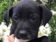 Cachorro raça SRD  idade Abaixo de 2 meses nome Sem nome
