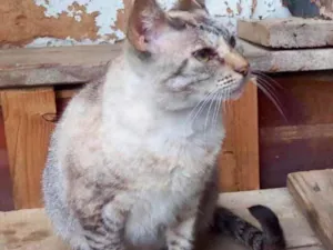 Gato raça Srd idade 1 ano nome Miss Tippy Linda