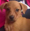 Cachorro raça SRD idade Abaixo de 2 meses nome Sem nome