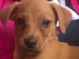 Cachorro raça SRD idade Abaixo de 2 meses nome Sem nome
