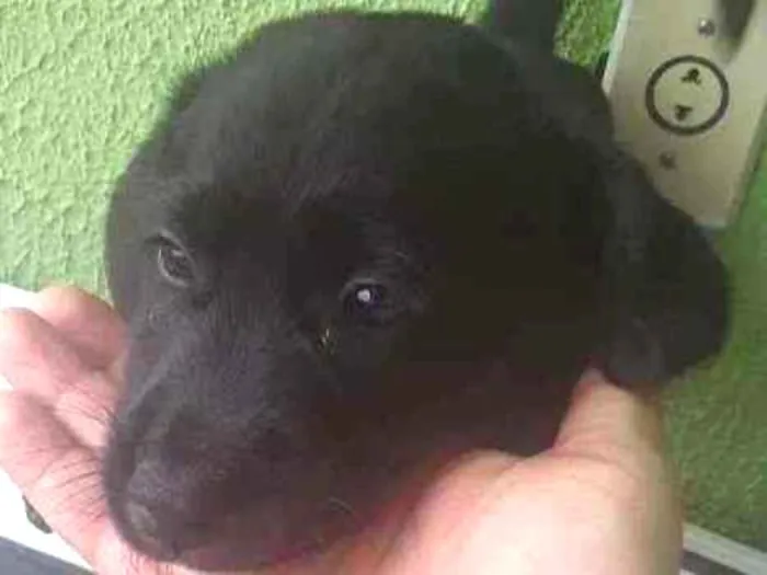 Cachorro ra a Rnd idade 2 a 6 meses nome Athena 
