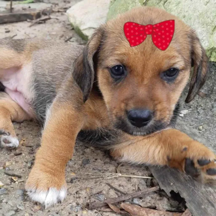 Cachorro ra a Mestiça  idade Abaixo de 2 meses nome Samantha 