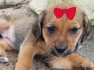 Cachorro raça Mestiça  idade Abaixo de 2 meses nome Samantha 