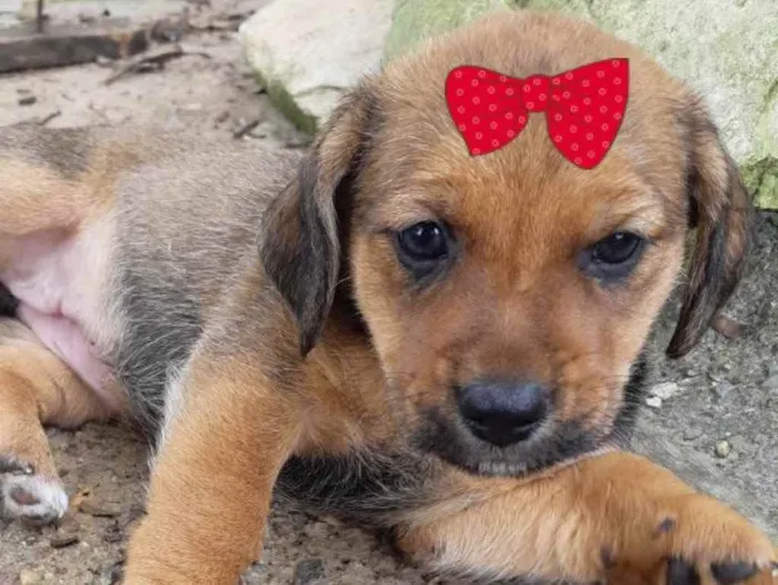 Cachorro ra a Mestiça  idade Abaixo de 2 meses nome Samantha 