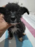 Preta