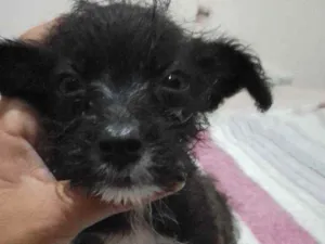 Cachorro raça Poodle com vira - lata idade Abaixo de 2 meses nome Preta