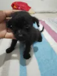 Fred