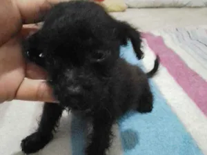 Cachorro raça Poodle com vira - lata. idade Abaixo de 2 meses nome Fred