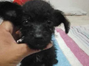 Cachorro raça Poodle com vira - lata idade Abaixo de 2 meses nome Pingo