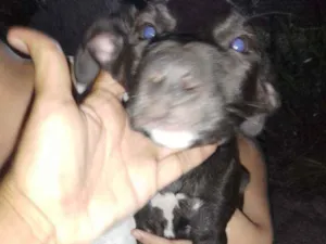 Cachorro raça Vira - lata idade 2 a 6 meses nome Sem nome