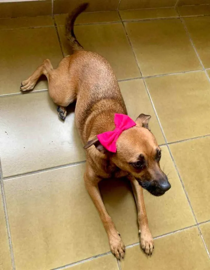 Cachorro ra a SRR idade 7 a 11 meses nome Zara