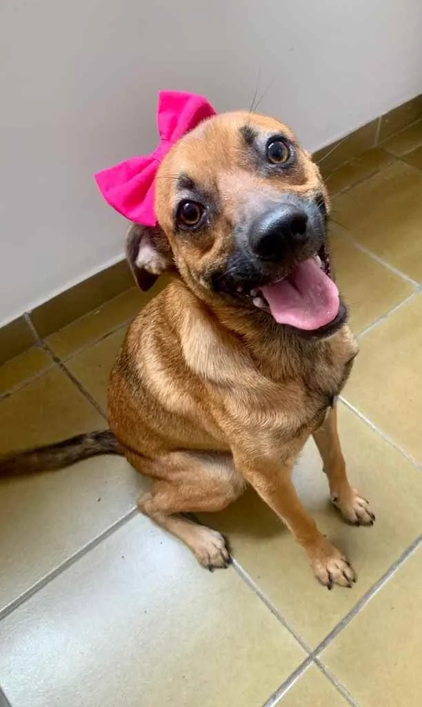 Cachorro ra a SRR idade 7 a 11 meses nome Zara