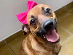 Cachorro raça SRR idade 7 a 11 meses nome Zara