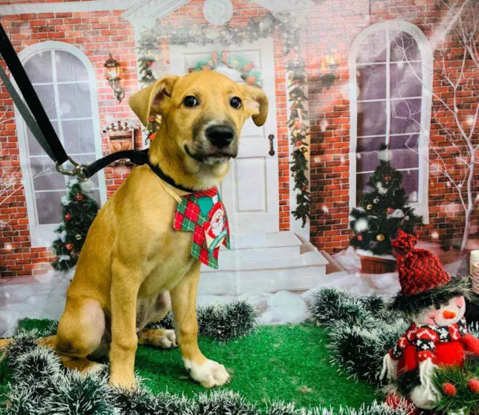 Cachorro ra a sem raça definida idade 2 a 6 meses nome JOSH