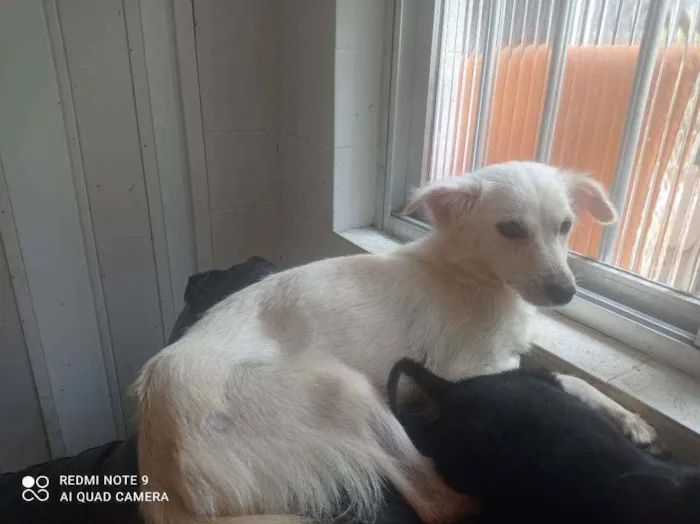 Cachorro raça SRD idade 2 anos nome Morreine. 