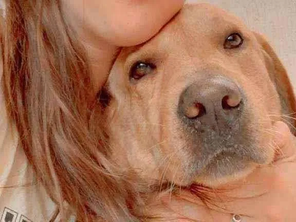 Cachorro ra a Labrador com vira lata idade 7 a 11 meses nome BITO