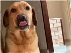 Cachorro raça Labrador com vira lata idade 7 a 11 meses nome BITO