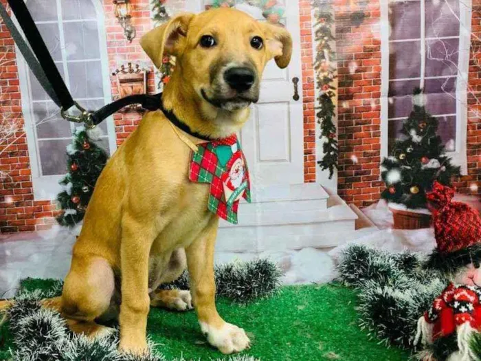 Cachorro ra a sem raça definida idade 2 a 6 meses nome JOSH