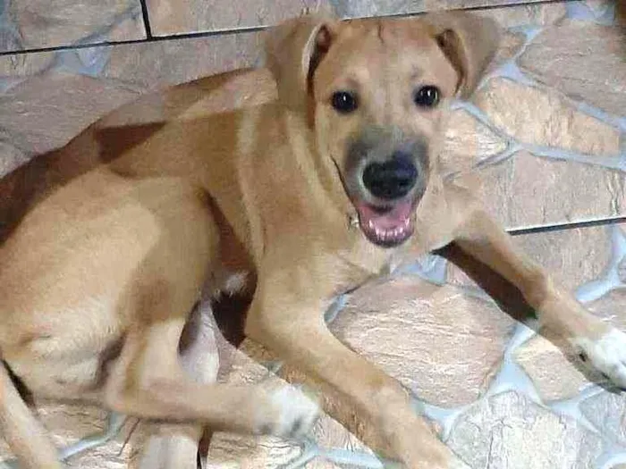 Cachorro ra a sem raça definida idade 2 a 6 meses nome JOSH