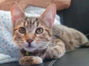 Gato raça SRD idade 2 a 6 meses nome Shaisa