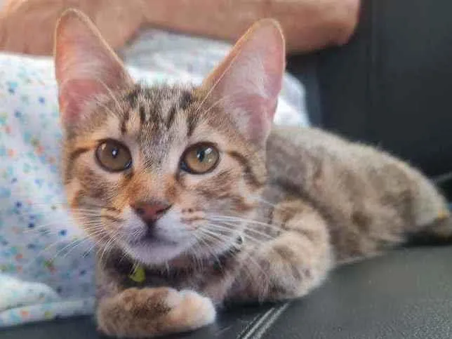 Gato ra a SRD idade 2 a 6 meses nome Shaisa