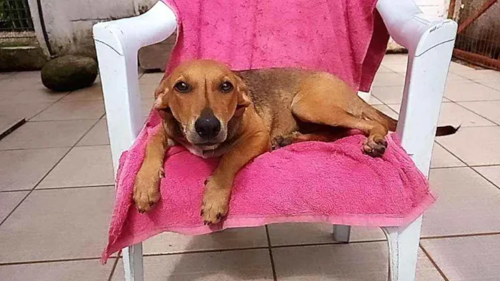Cachorro raça SRD idade 2 a 6 meses nome LEILA