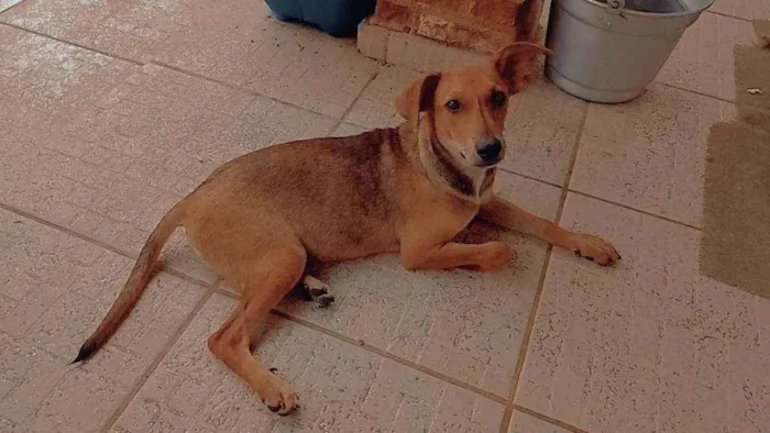 Cachorro raça SRD idade 2 a 6 meses nome LEILA