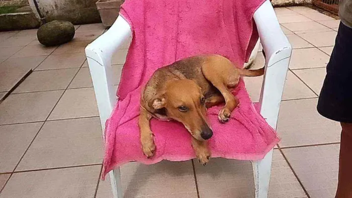 Cachorro raça SRD idade 2 a 6 meses nome LEILA