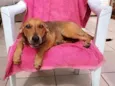 Cachorro raça SRD idade 2 a 6 meses nome LEILA