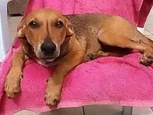 Cachorro raça SRD idade 2 a 6 meses nome LEILA