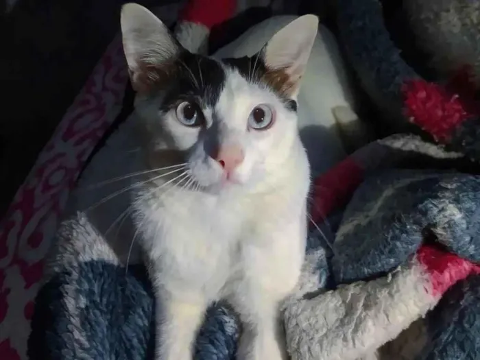 Gato ra a idade 1 ano nome Mike