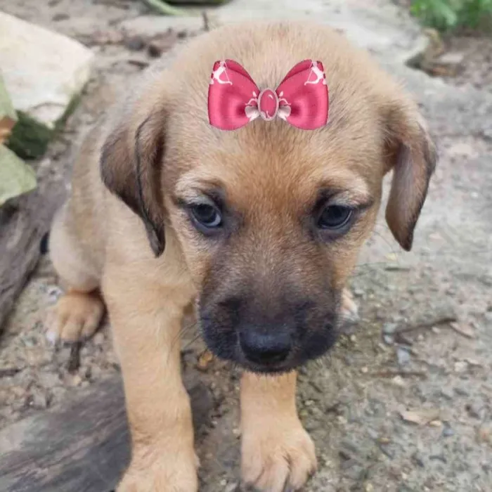 Cachorro ra a Mestiça  idade Abaixo de 2 meses nome Bebel 