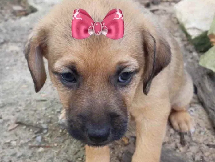 Cachorro ra a Mestiça  idade Abaixo de 2 meses nome Bebel 
