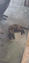 Maia