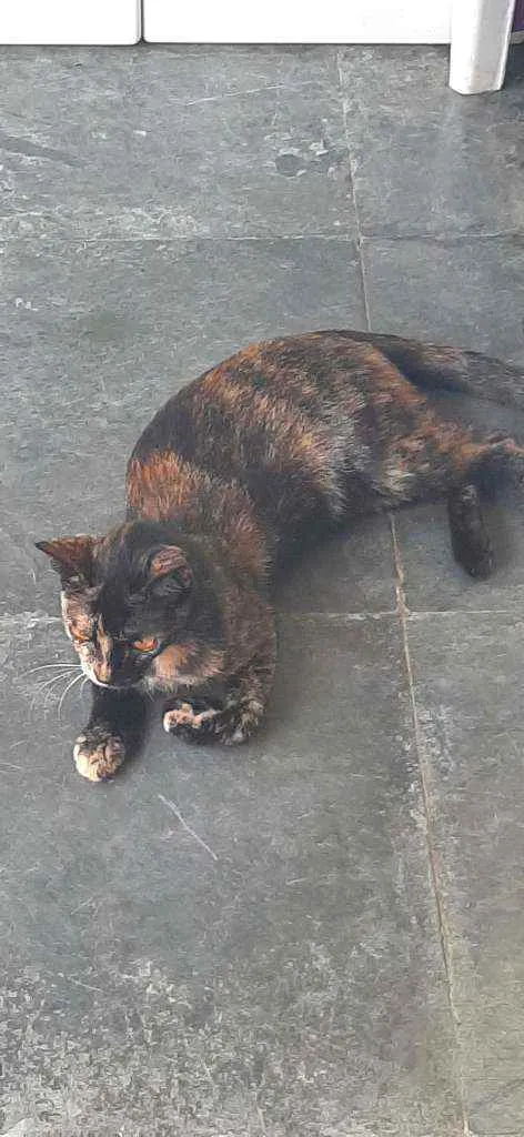 Gato raça  idade 1 ano nome Maia