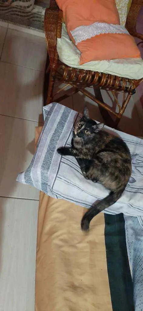 Gato raça  idade 1 ano nome Maia