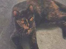 Gato raça  idade 1 ano nome Maia