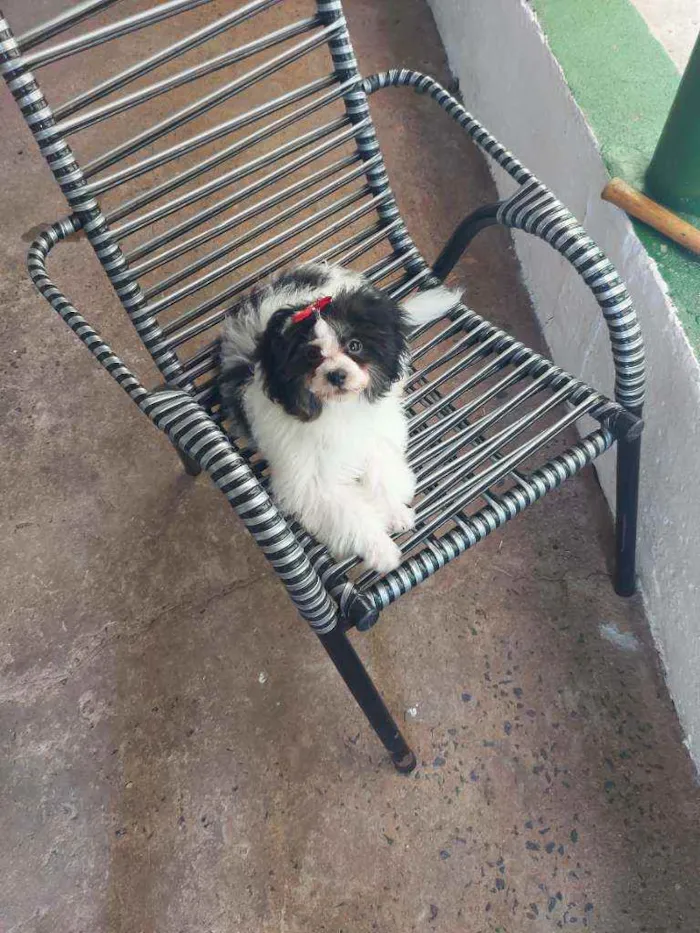 Cachorro ra a Misturada com Shih Tzu idade 2 a 6 meses nome Cleide 